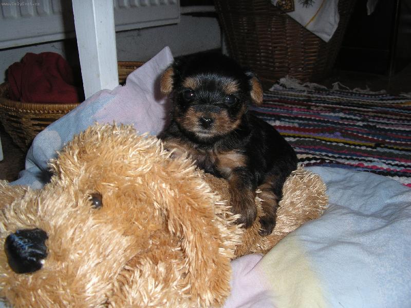 Foto: �t���tko-jedno z 5 Peggyn�in�ch �t���tek..... :-)