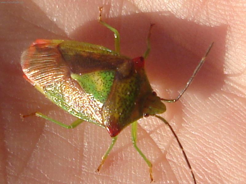 Foto: brou�ek-brou�ek na dlani