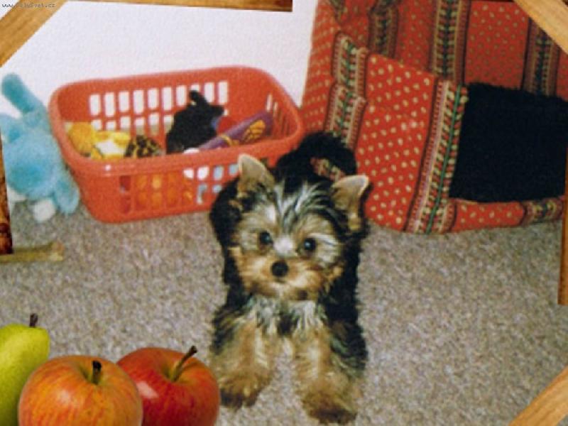 Foto: �ek�n� na mise�ku