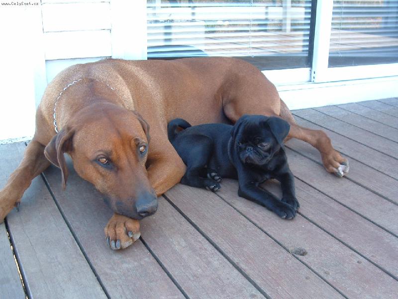 Foto: Muj ochrance a kamarad