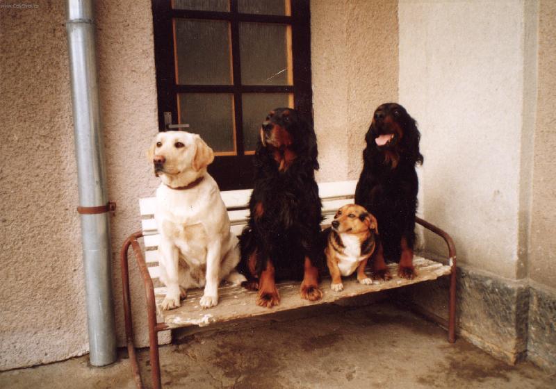 Foto: Ps� sme�ka-Mona,Aida,Bobe� a Brit