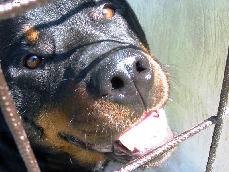 Foto: Agi-Drsn� hl�da� :)