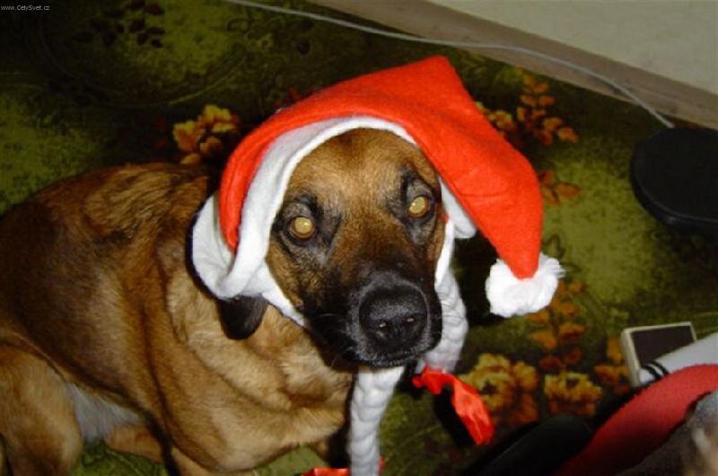 Foto: Slu�� mi to?