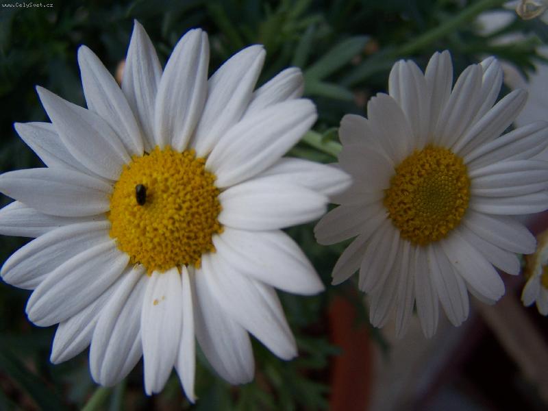 Foto: Kr�ska a zv��e