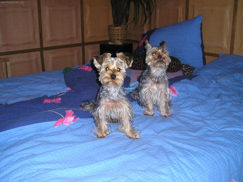 Foto: pozor polet� �unka.......