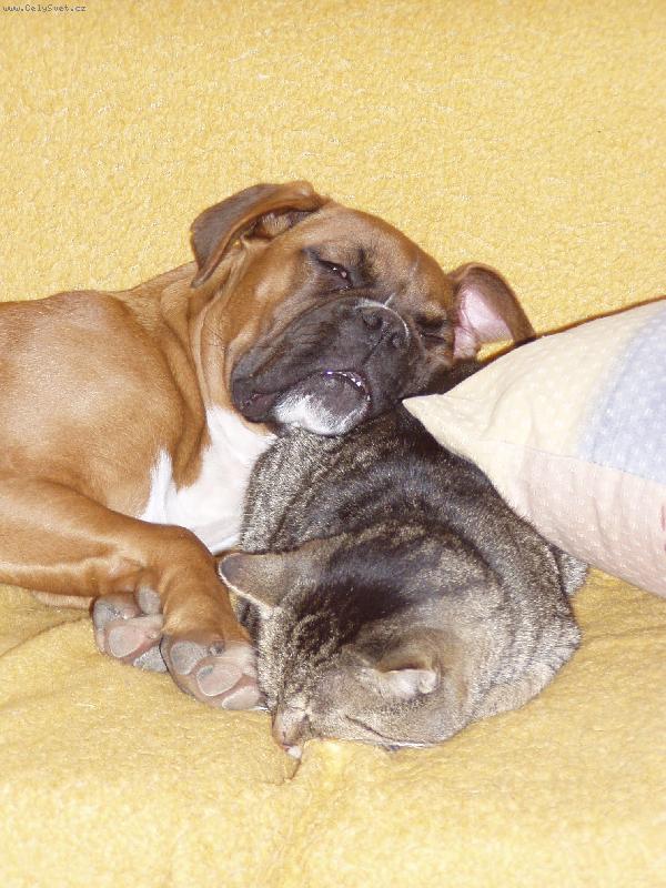 Foto: Jako pes a ko�ka...