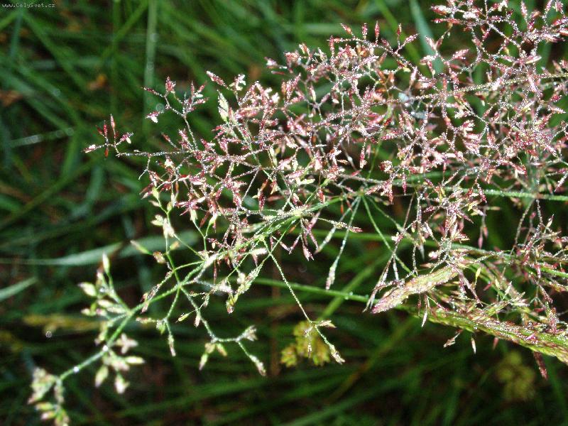 Foto: Rosa-dne�n� �lovek