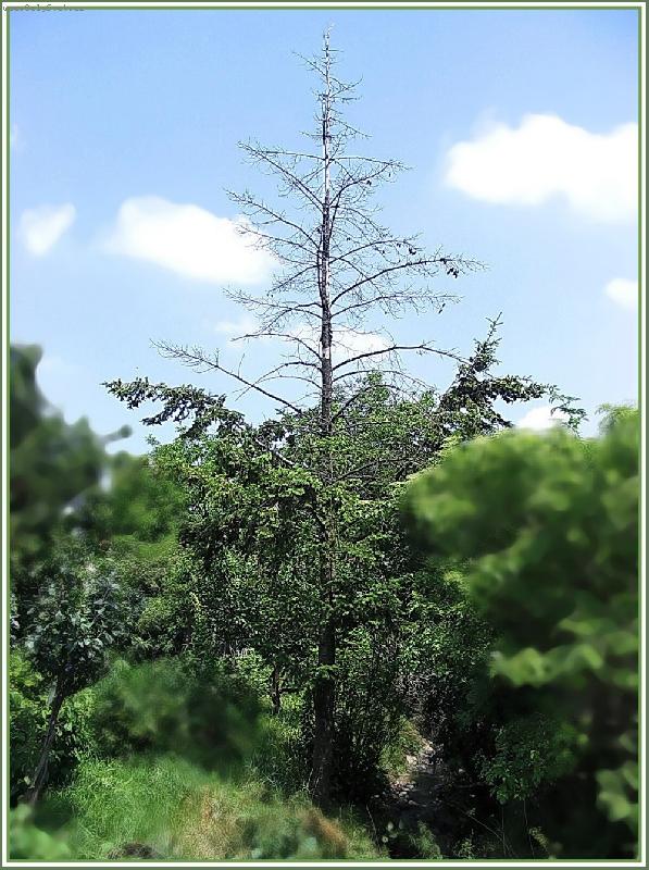 Foto: POMAL� SMRT...-UM�RAJ�C� STROM...