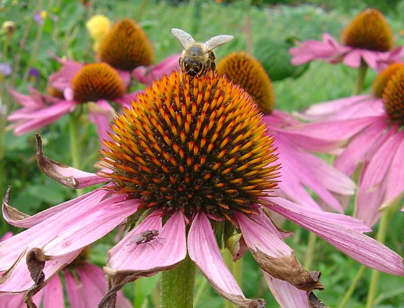 Foto: echinacea-jeden druh�mu nevad�