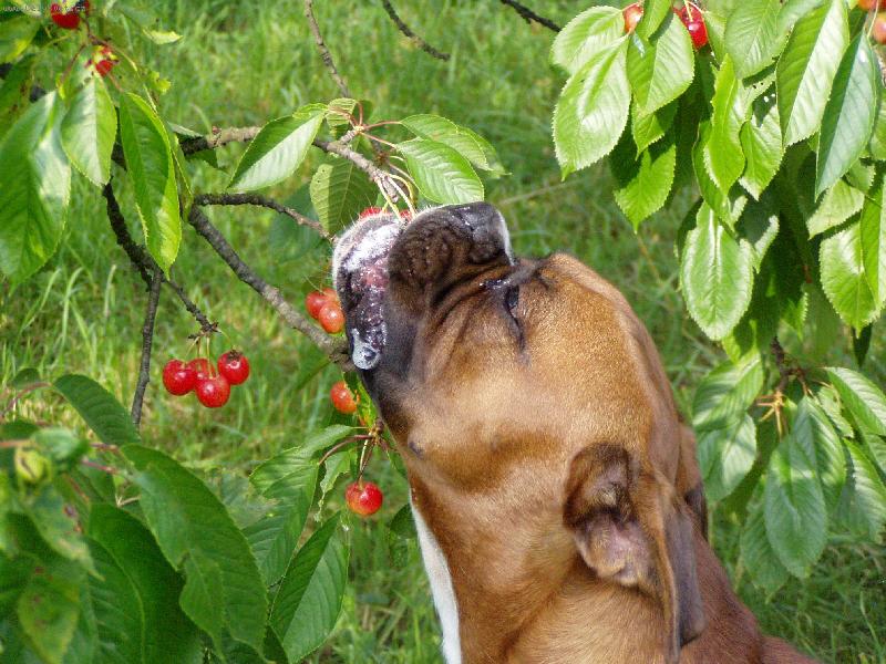 Foto: P��mo ze stromu jsou stejn� nejlep��...