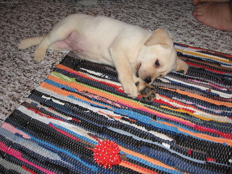 Foto: Ron�k-Hr��