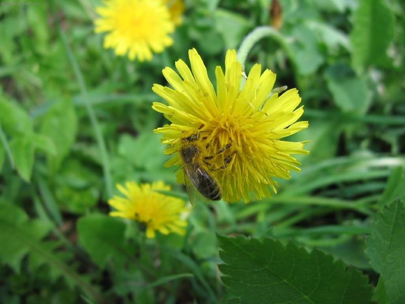 Foto: jarn� sb�r�n�