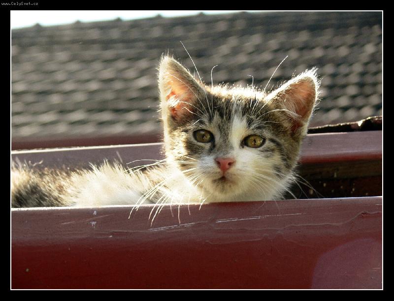 Foto: ferda-Poledne. V okapu