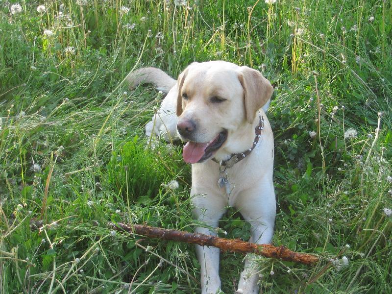 Foto: Gerbi-p�em��l�m...