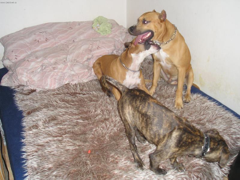 Foto: Nejlep�� hr�tky v posteli