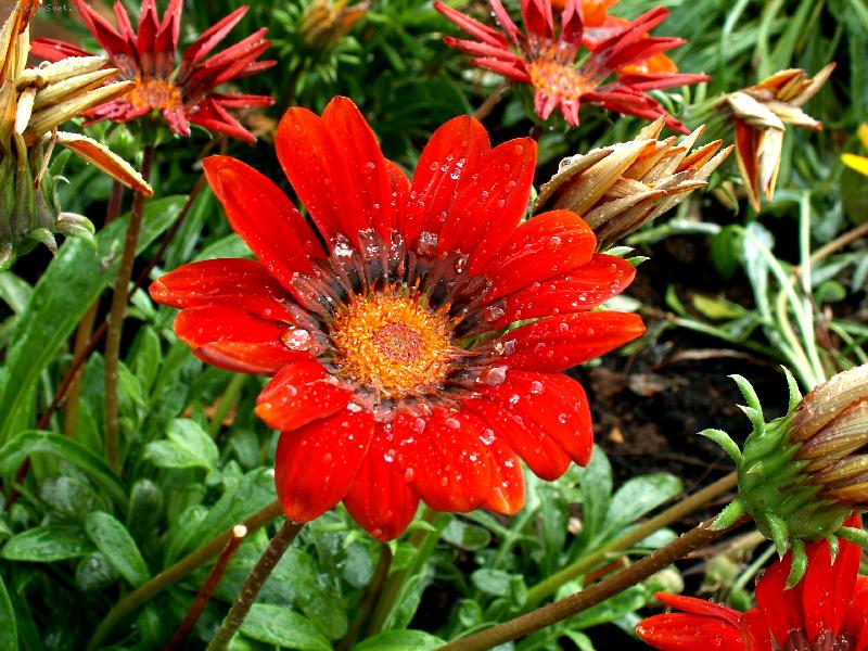 Foto: �erven� Karkulka