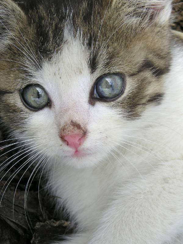 Foto: Ko�ka dom�c�-Mac�k