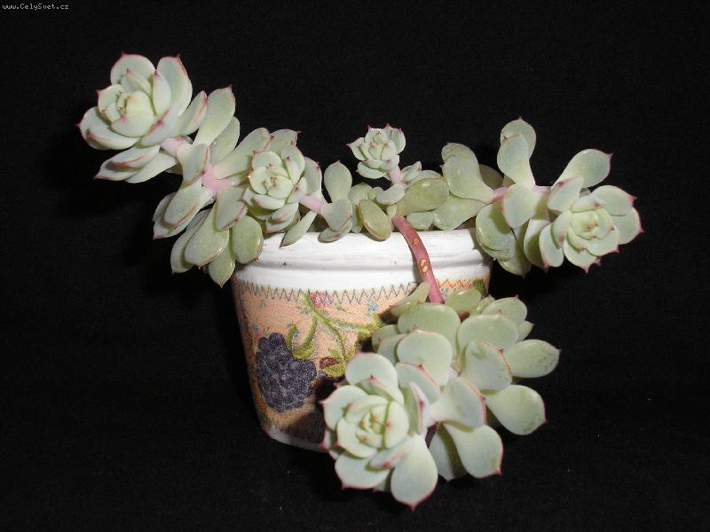 Foto: echeveria derenbergii