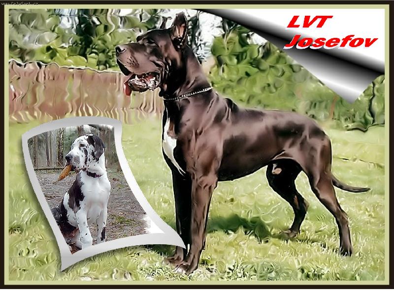 Foto: N�meck� dogy