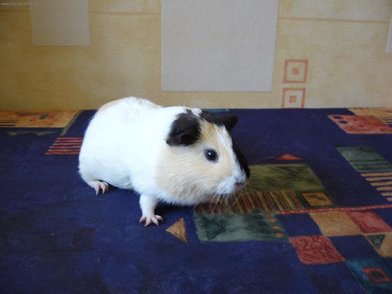 Foto: mor�e-Bob�k