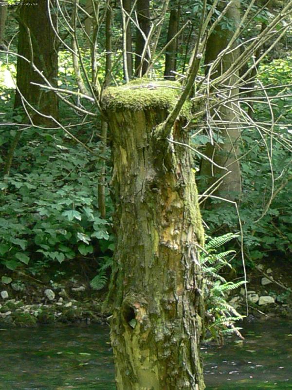 Foto: a kde je vodn�k ?