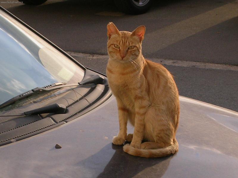 Foto: Ko�i�ka Benny