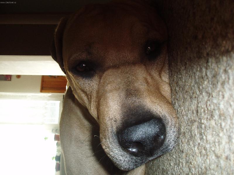 Foto: Stanley-doma je doma