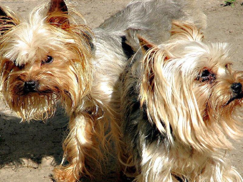 Foto: SIAMSK� DVOJ�ATA