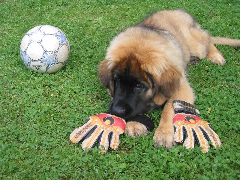 Foto: Artu� alias Buffon-CHS Galaxy Oss