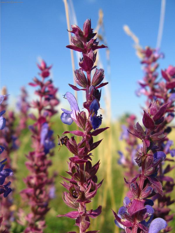 Foto: Modro-fialov�