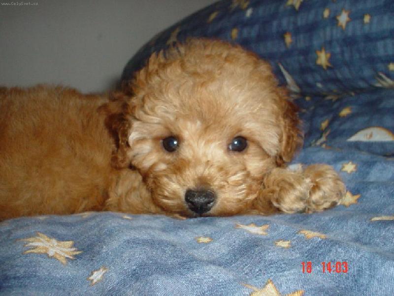 Foto: Na�e S�rinka