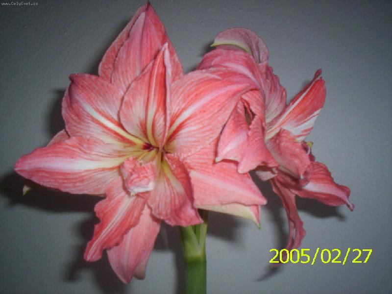 Foto: hv�zdn� kv�tenstv�