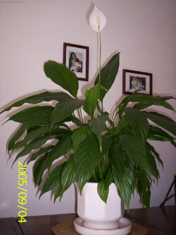 Foto: Spathiphyllum