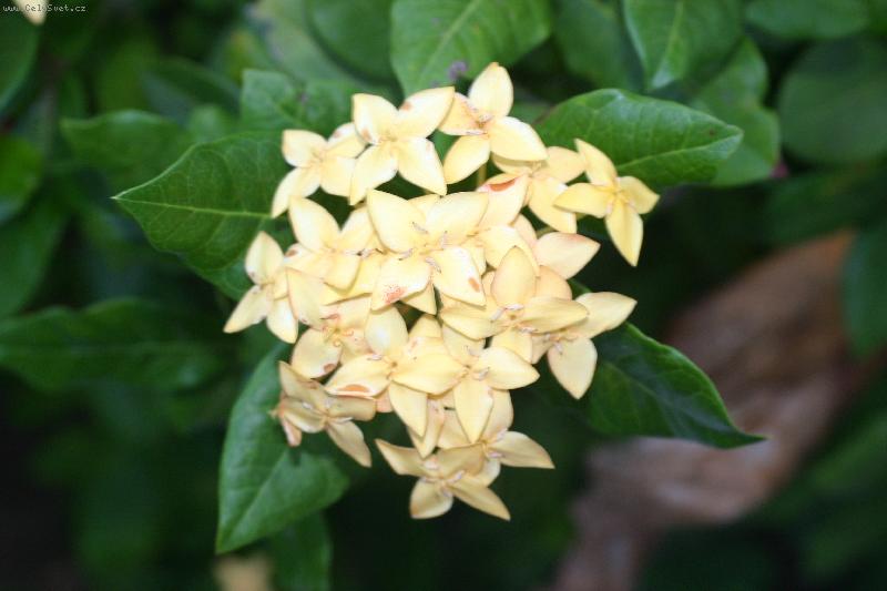 Foto: Ixora III.-Ixora