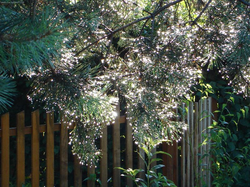 Foto: V�noce v l�t�-borovice