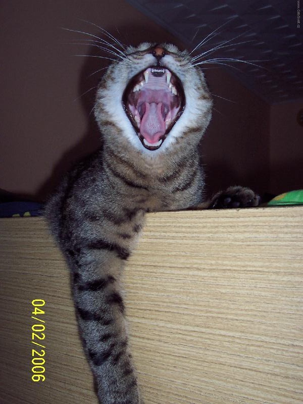 Foto: Whiskas-Hospodooooooooo!!!!!!!!!