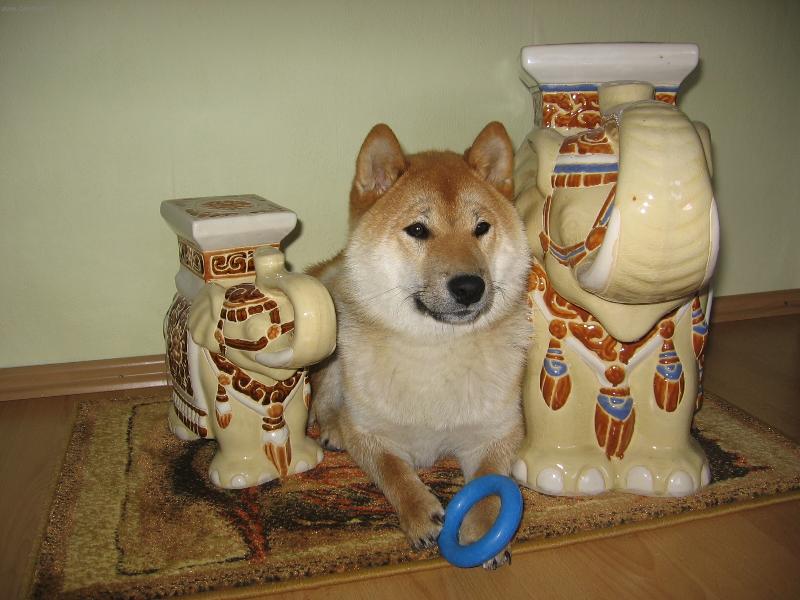 Foto: Aki,hl�da� slon�