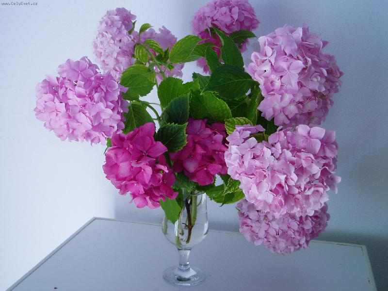 Foto: �eck� hortenzie