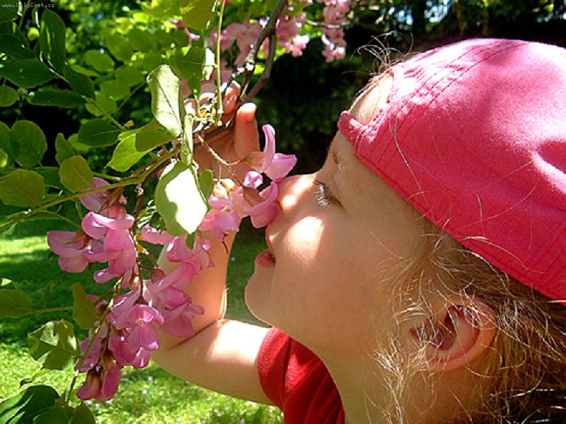 Foto: Kvetouc� strom