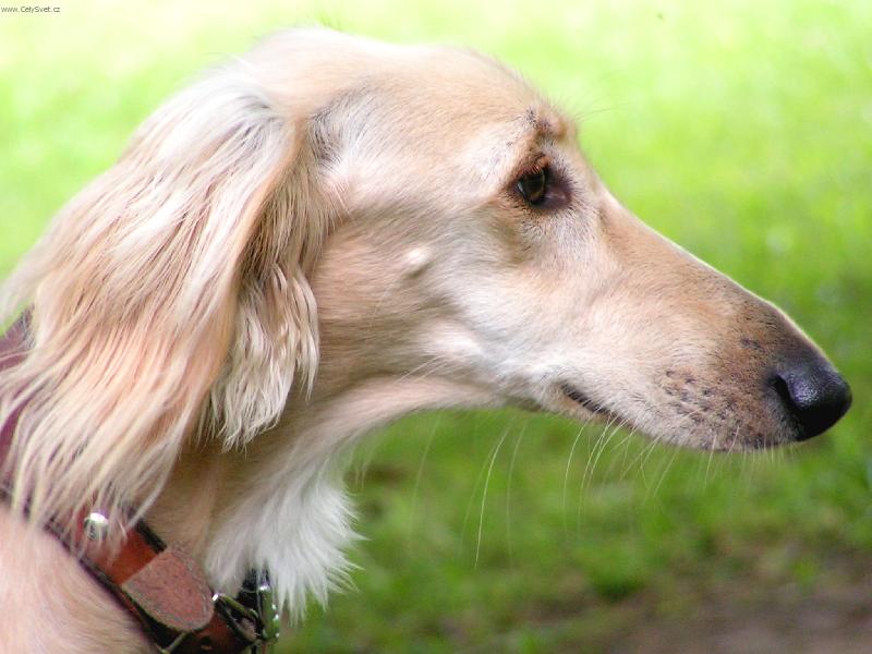 Foto: Anneliee-nosatice