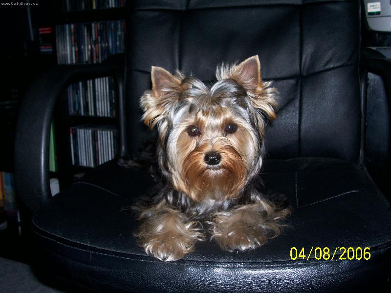 Foto: Moje modelka...Bessy