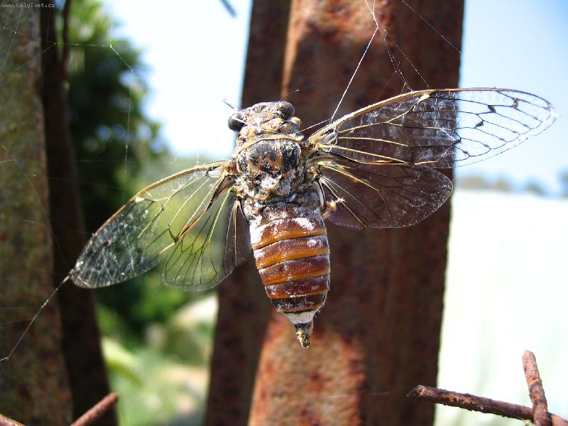 Foto: Na pavu�in�