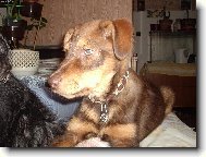 N� medv�dek Bad�sek