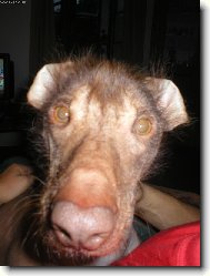 To jsem xicht�k:)