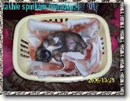 Ronny p�i sp�nku