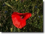 Vzpom�nka na l�to