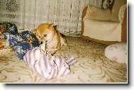 V�noce 2004