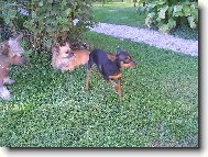 Arwen, M�a, Scherry