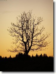 P�ebuz