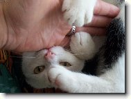 �avlozub� ko�i�ka moc r�da zakousne si mas��ka ...